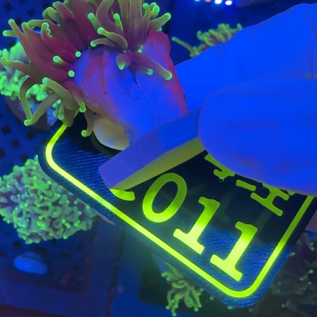 行***.纽扣珊瑚晓晓不包邮露骨没贡肉龙魂金C011