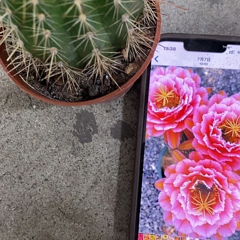 粉桃仙人球，246889