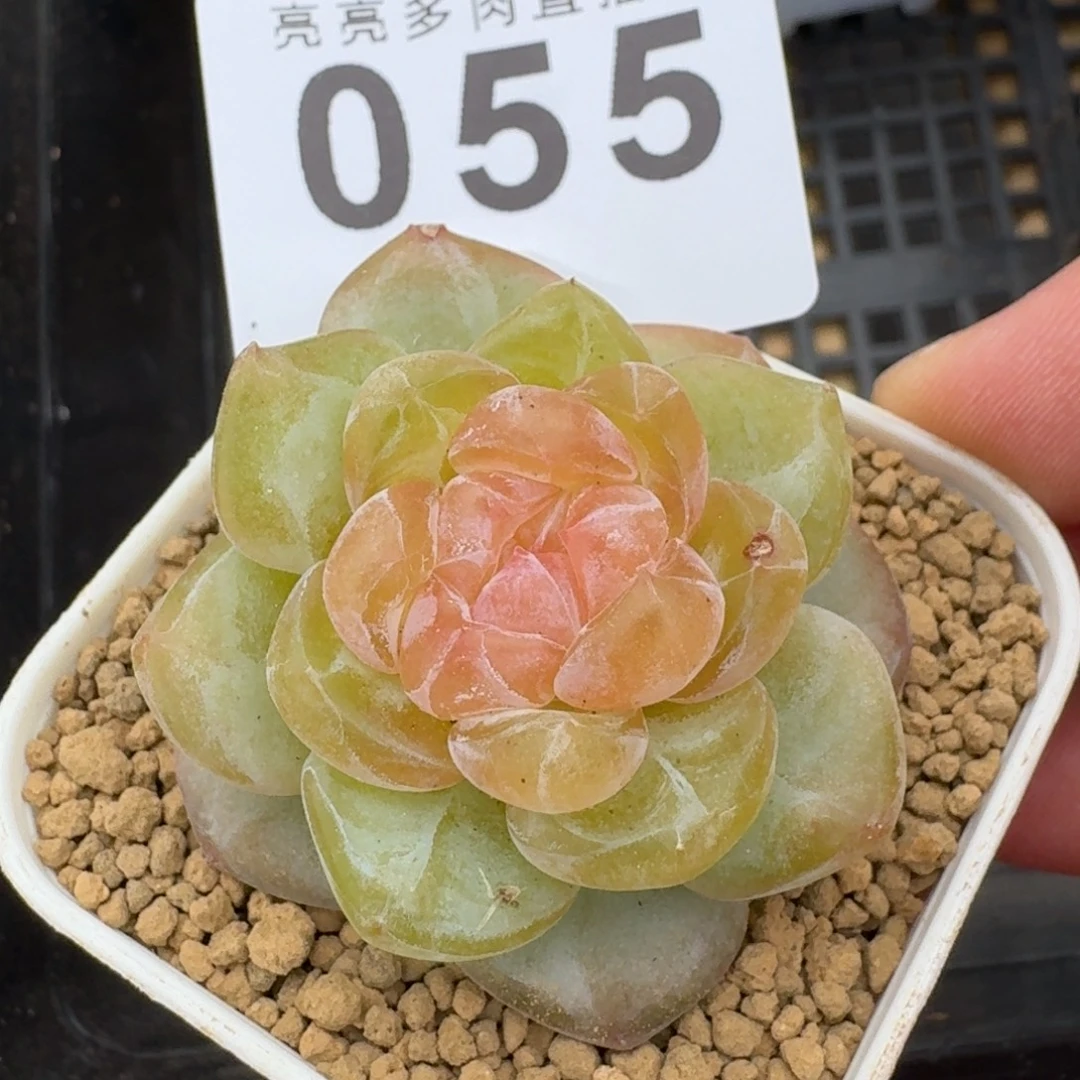 星辰系列            精美多肉植物