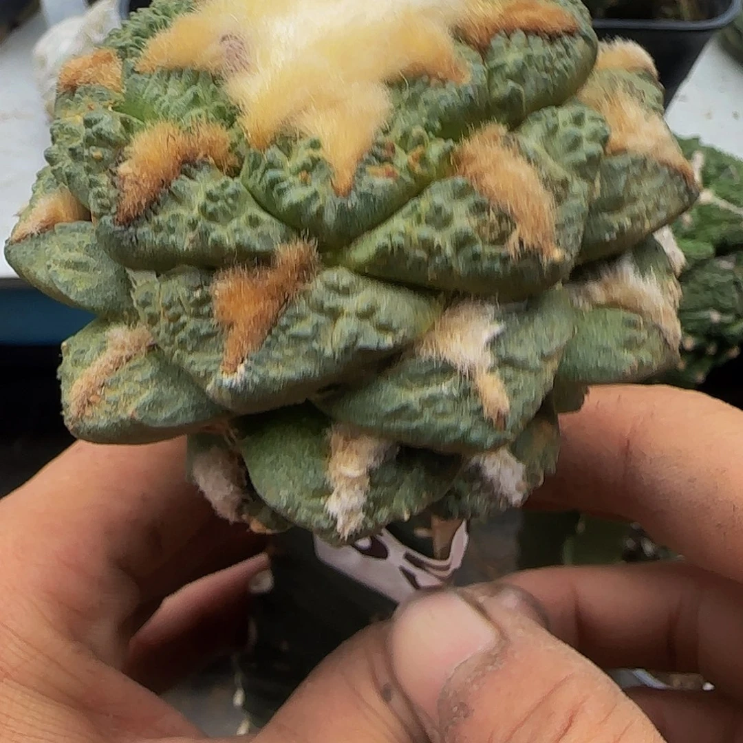 龟甲355仙人球开花