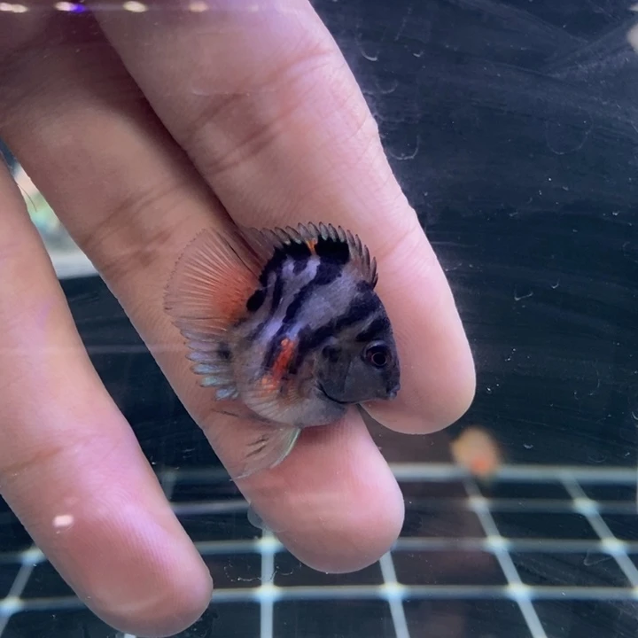 后***的鹦鹉鱼超缩摩卡一条