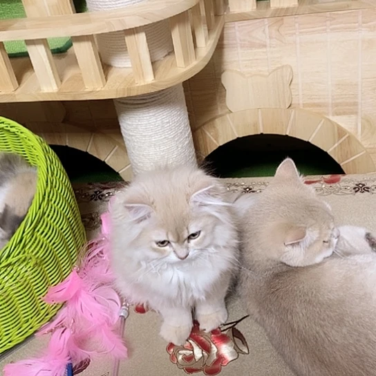 紫金渐层妹妹好看紫金渐层妹妹特价好看