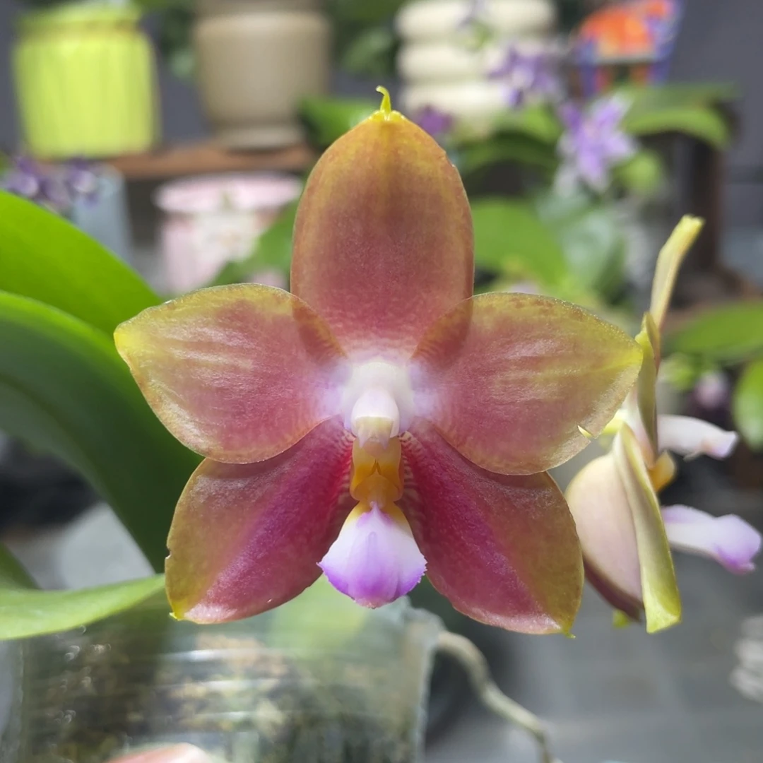 完全开放爱人交四季，2.5杯开花株