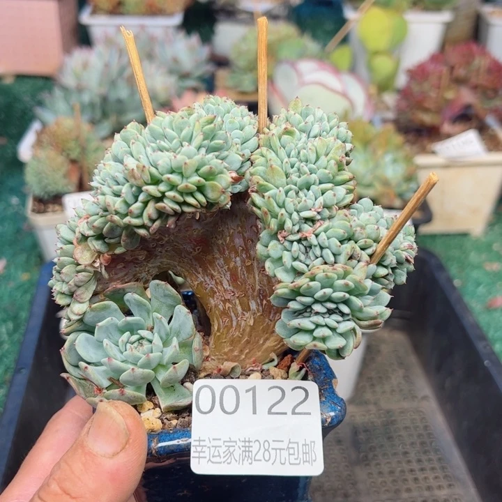 幸运的是我的朋友们一起