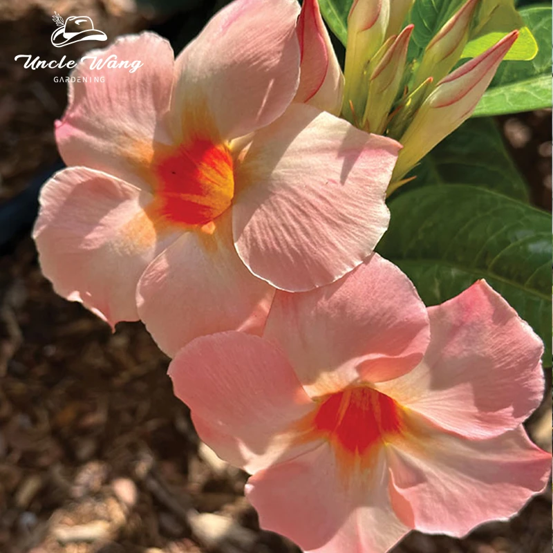 种花王大爷 飘香藤桃色日出阳台庭院楼顶爬藤花卉观花植物花期长