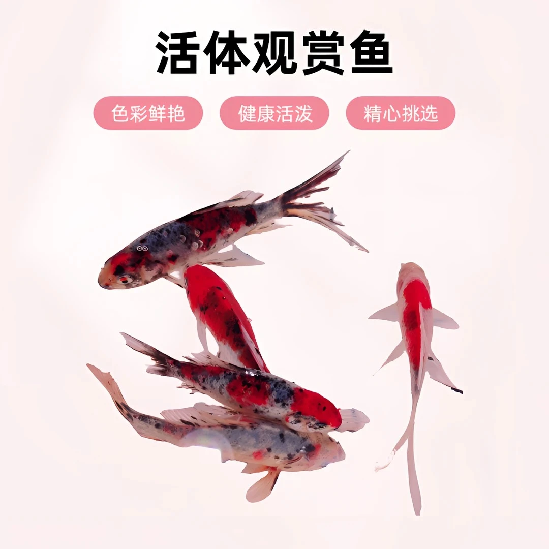 水墨玉兰花 7-9厘米 11条好养可混养 随机发货不指定 全国包邮