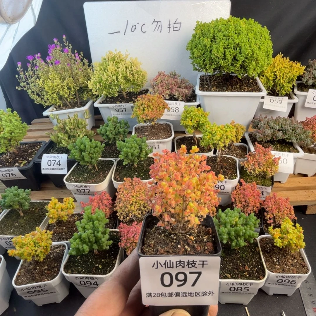 097枝干番杏彩蜜橘