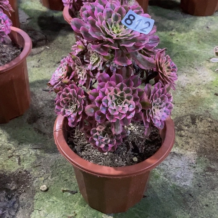 凝**澜红铜白多肉植物812