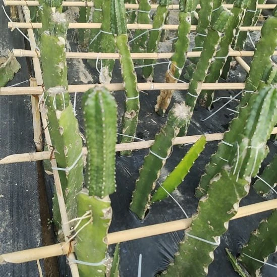 仙人球桃太郎5号侧芽