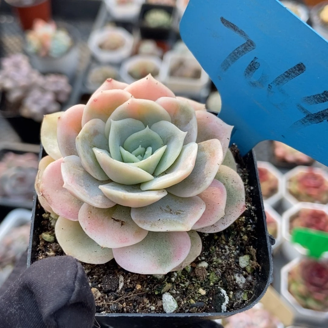 7064蓝色惊喜锦多肉植物