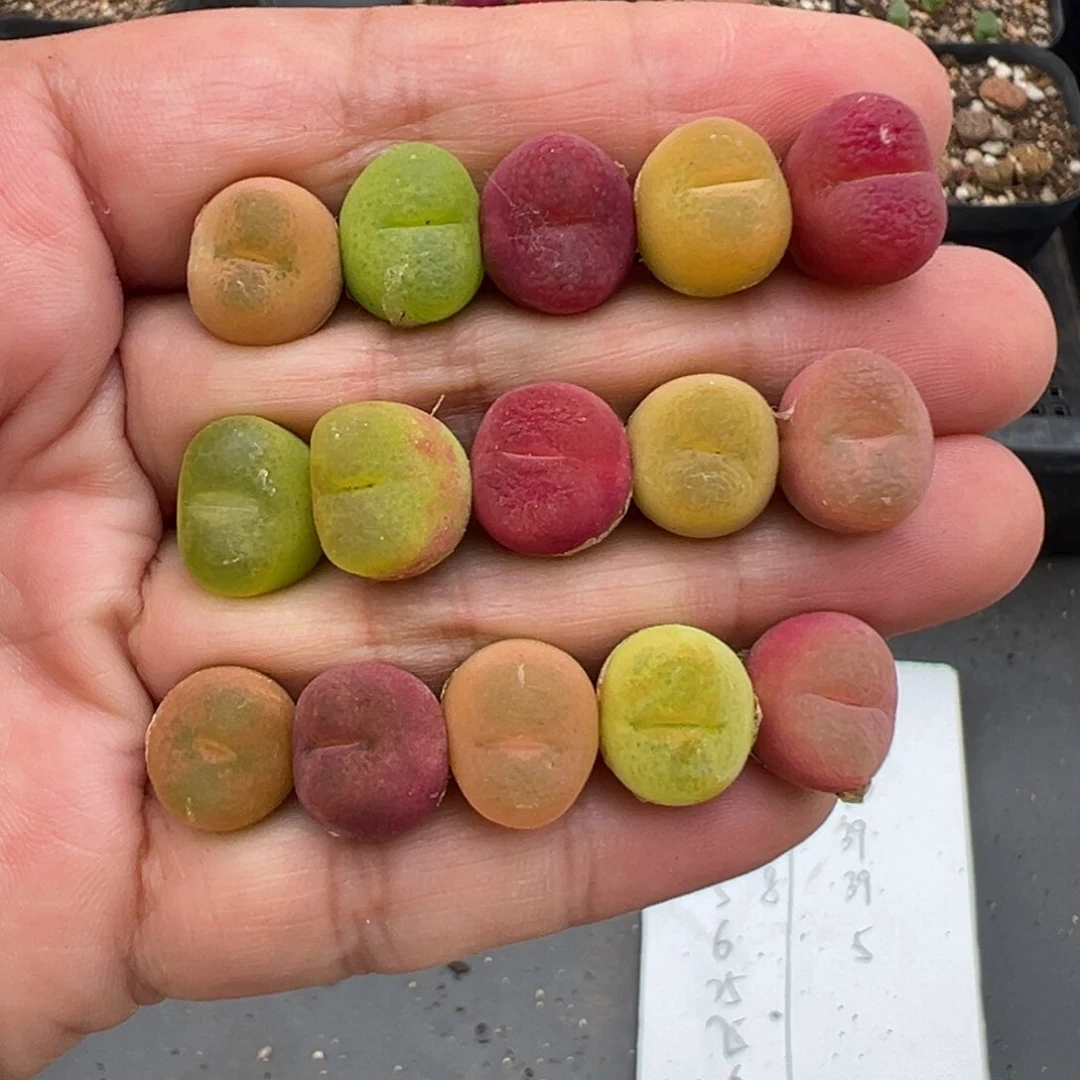 5.13好看的多肉脱土发货001