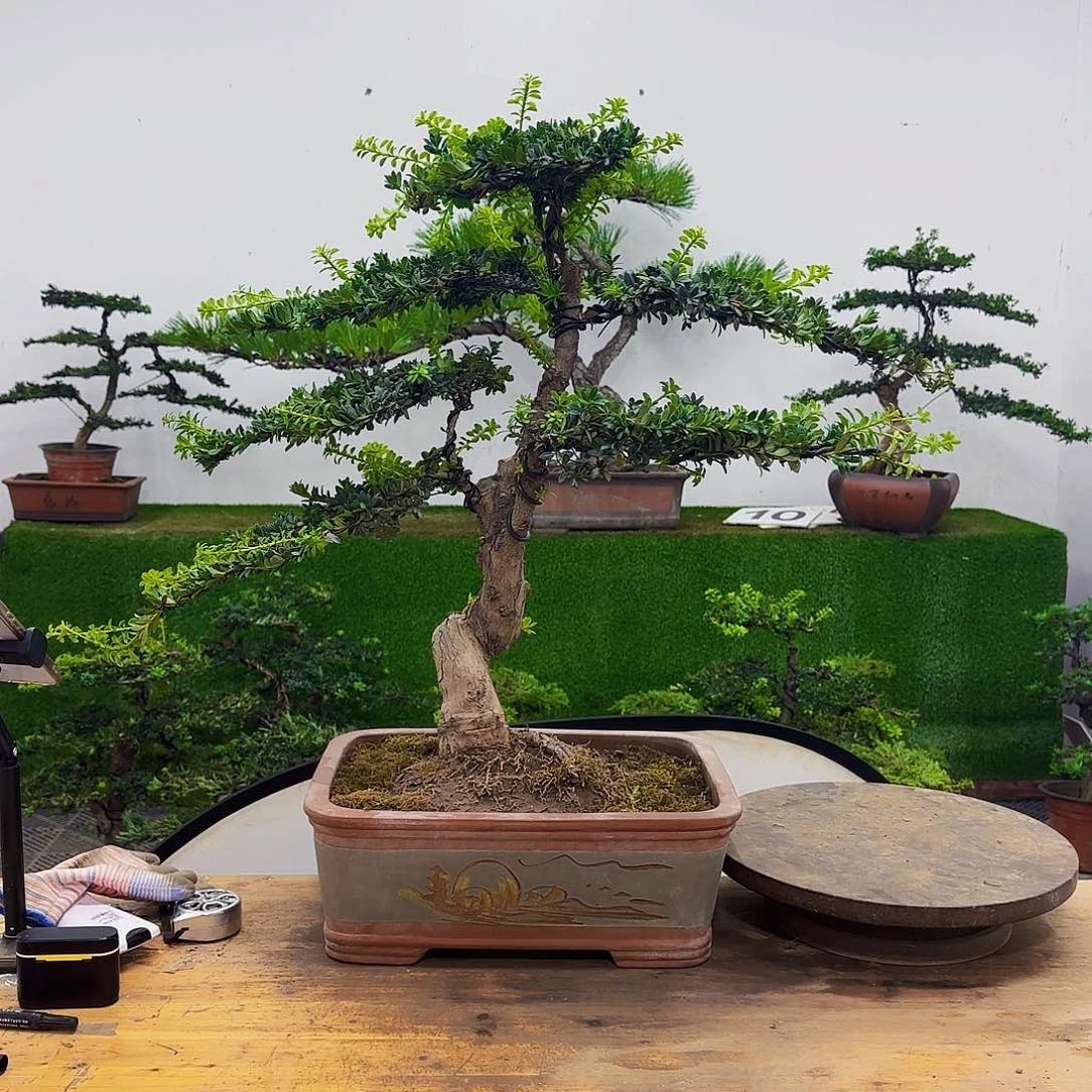 盆景罗汉松罗汉松盆景