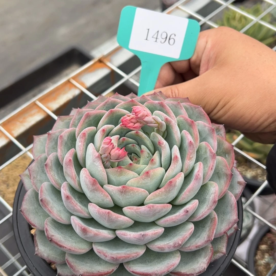 杰*1496肉多肉多肉多