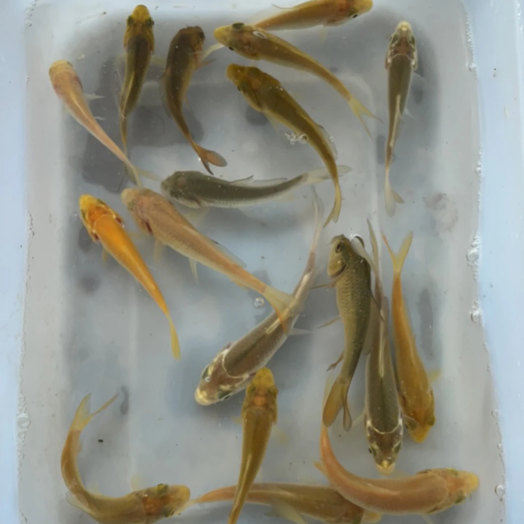 介子，黄金介子，绿茶，古黄金，红茶