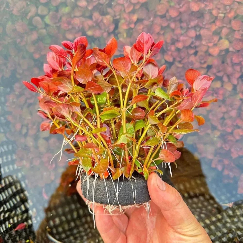 【直播福利】玫瑰丁香坨草 无需底砂 净水水草鱼缸造景