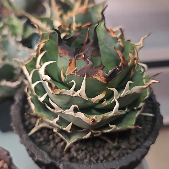 黑帝斯仁王冠龙舌兰大母本