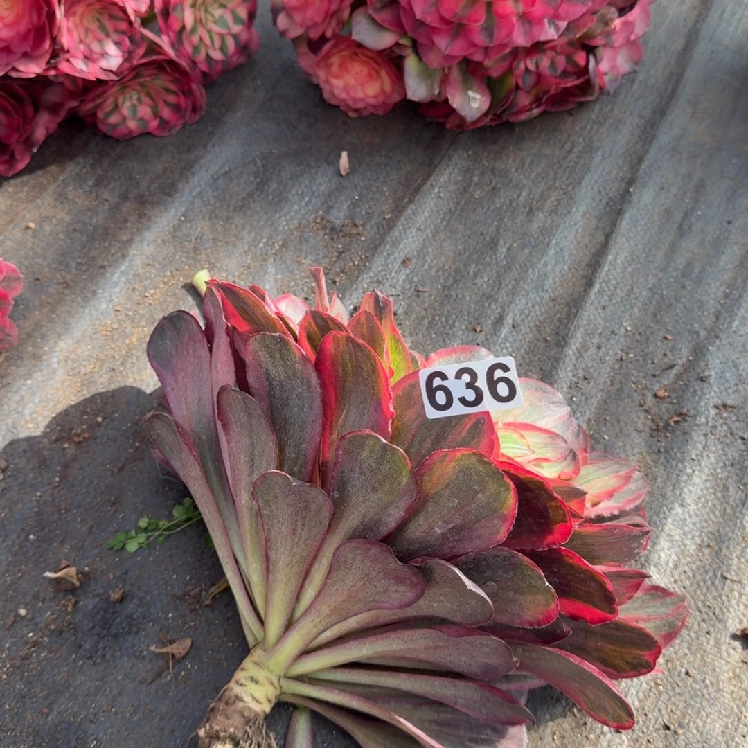 你***嘛636多肉植物魅金玫瑰锦根部有干伤