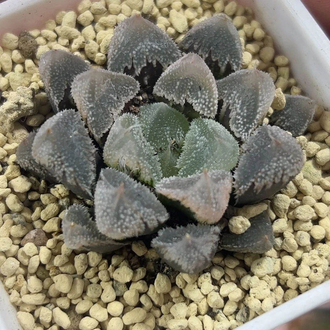 全窗白帝城变异十二卷