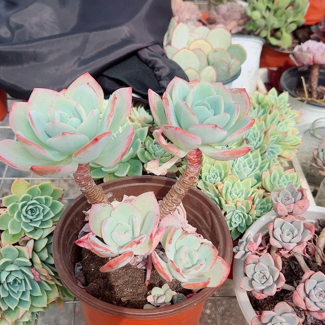 白月光多头群生老桩特价