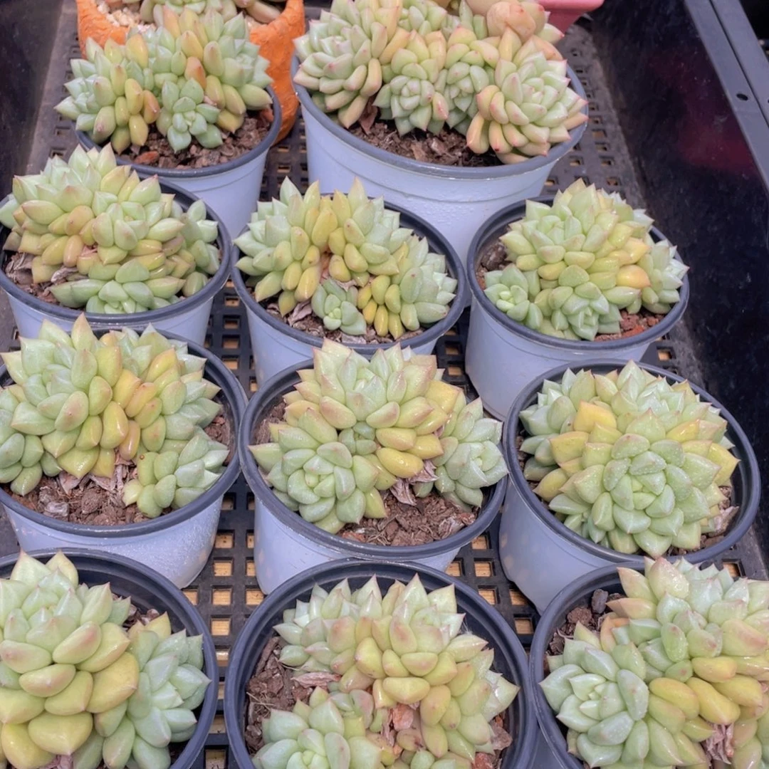 量拍41号 黄金象牙大群生一个