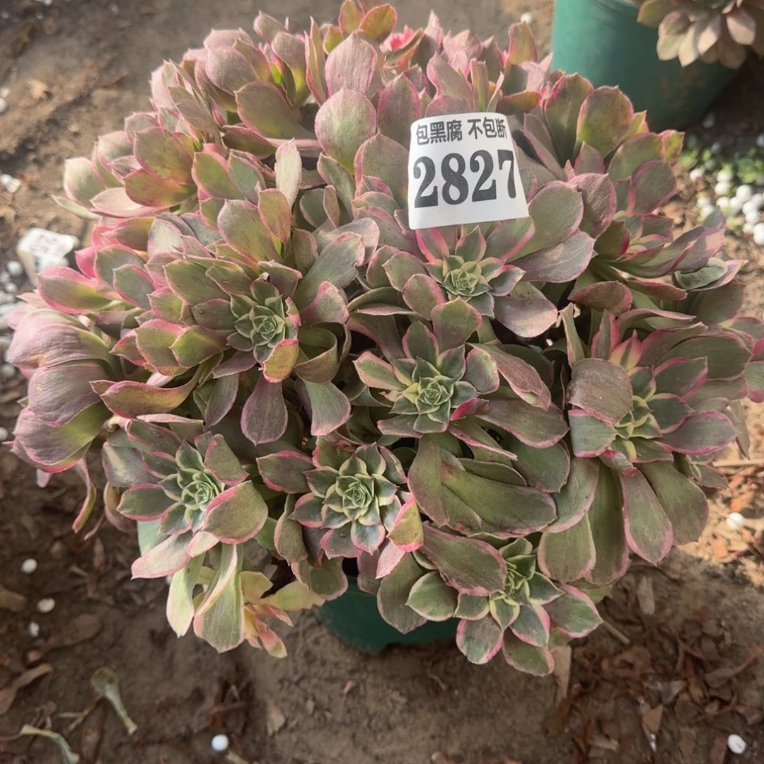 18-4丘比特不包断2827