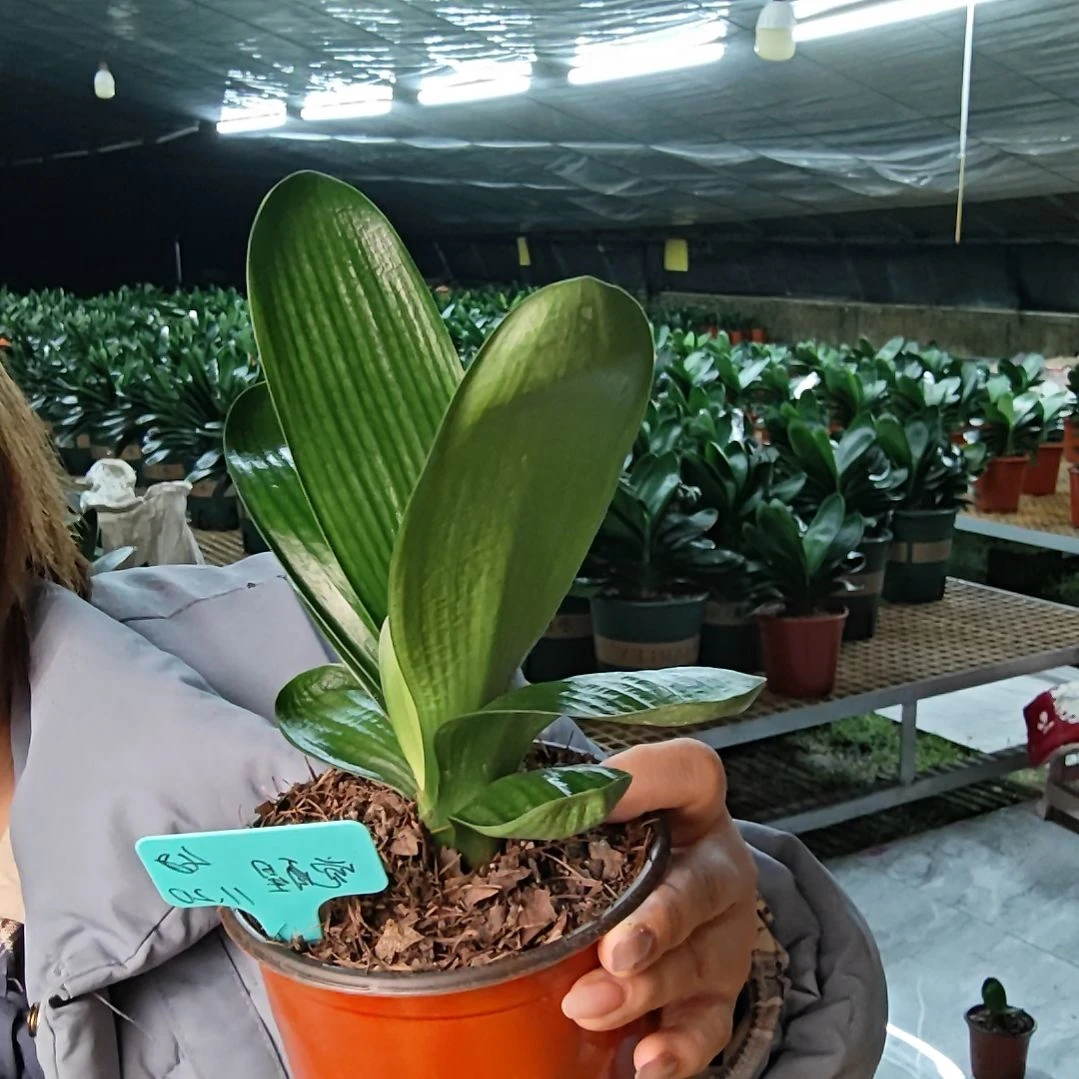 完全开放君子兰两年