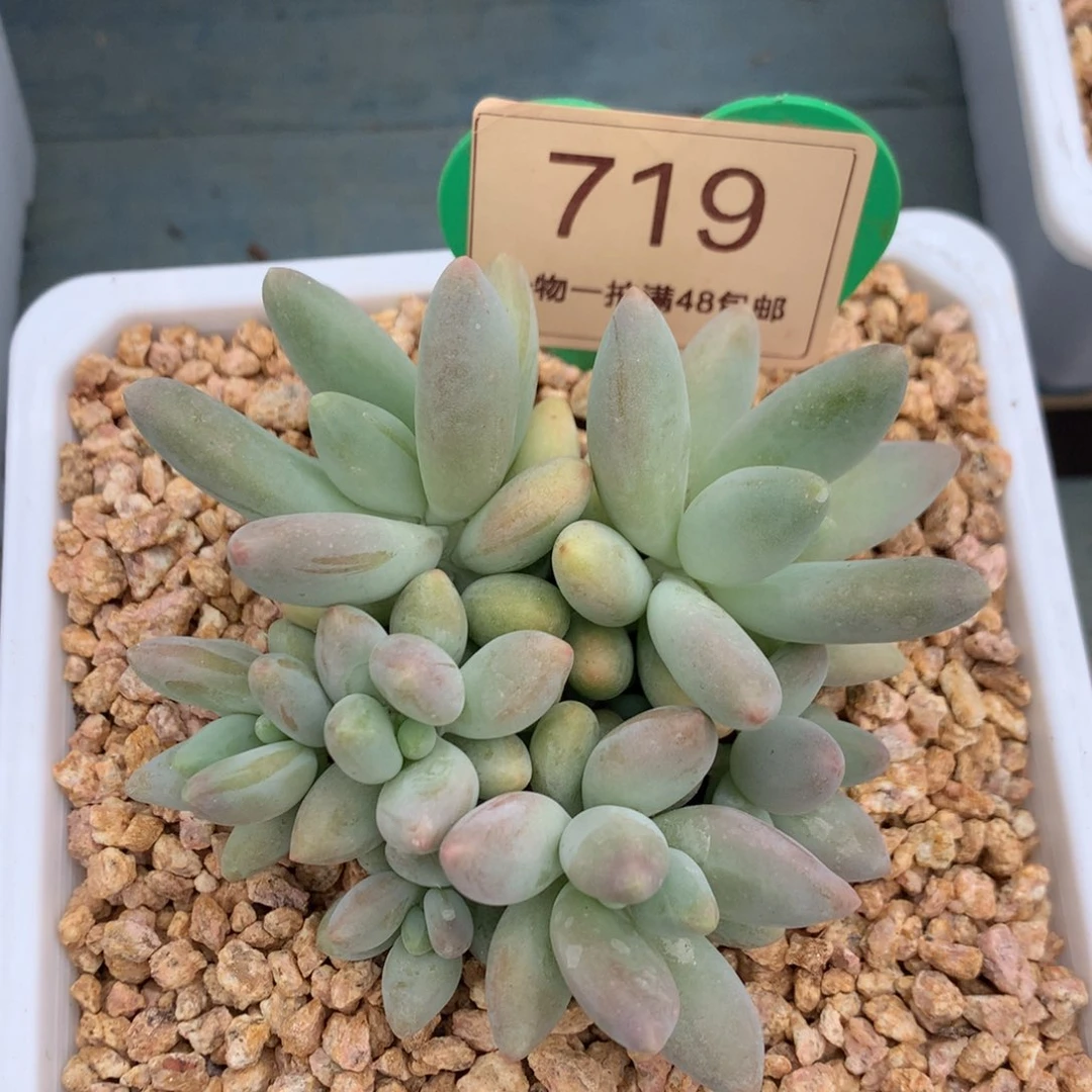 白兰地无砍平头7头719
