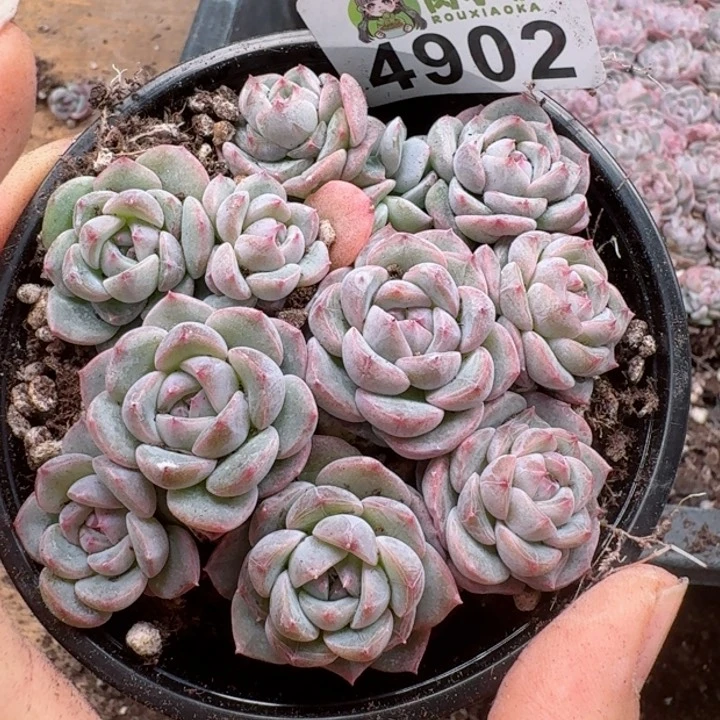 多肉植物多肉植物