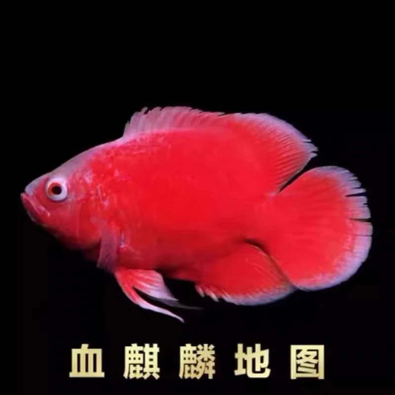 血麒麟地图鱼血图鱼黑白地图鱼奥图野图黄图龙鱼热带观赏鱼猪仔鱼