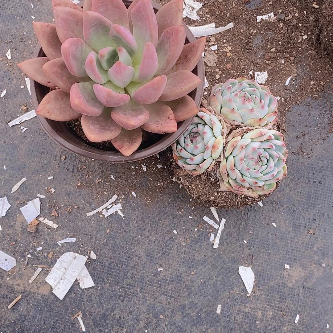 桃花源，多头吉娃娃各一克