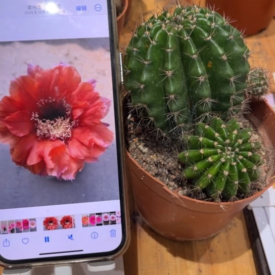 露露彩草橙红色7公分左右