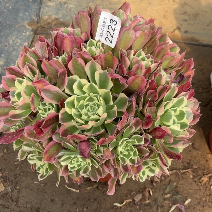 白凤多肉法师2223