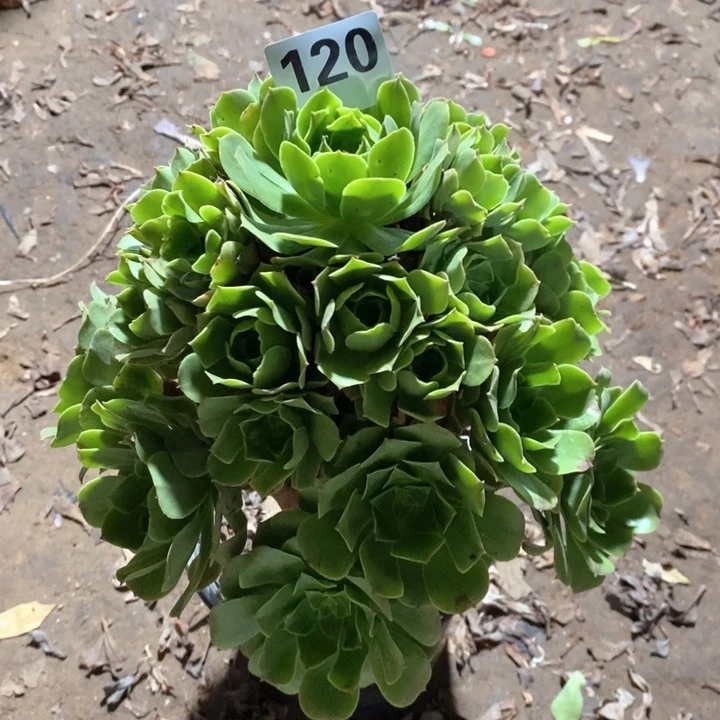 法师一物一拍120