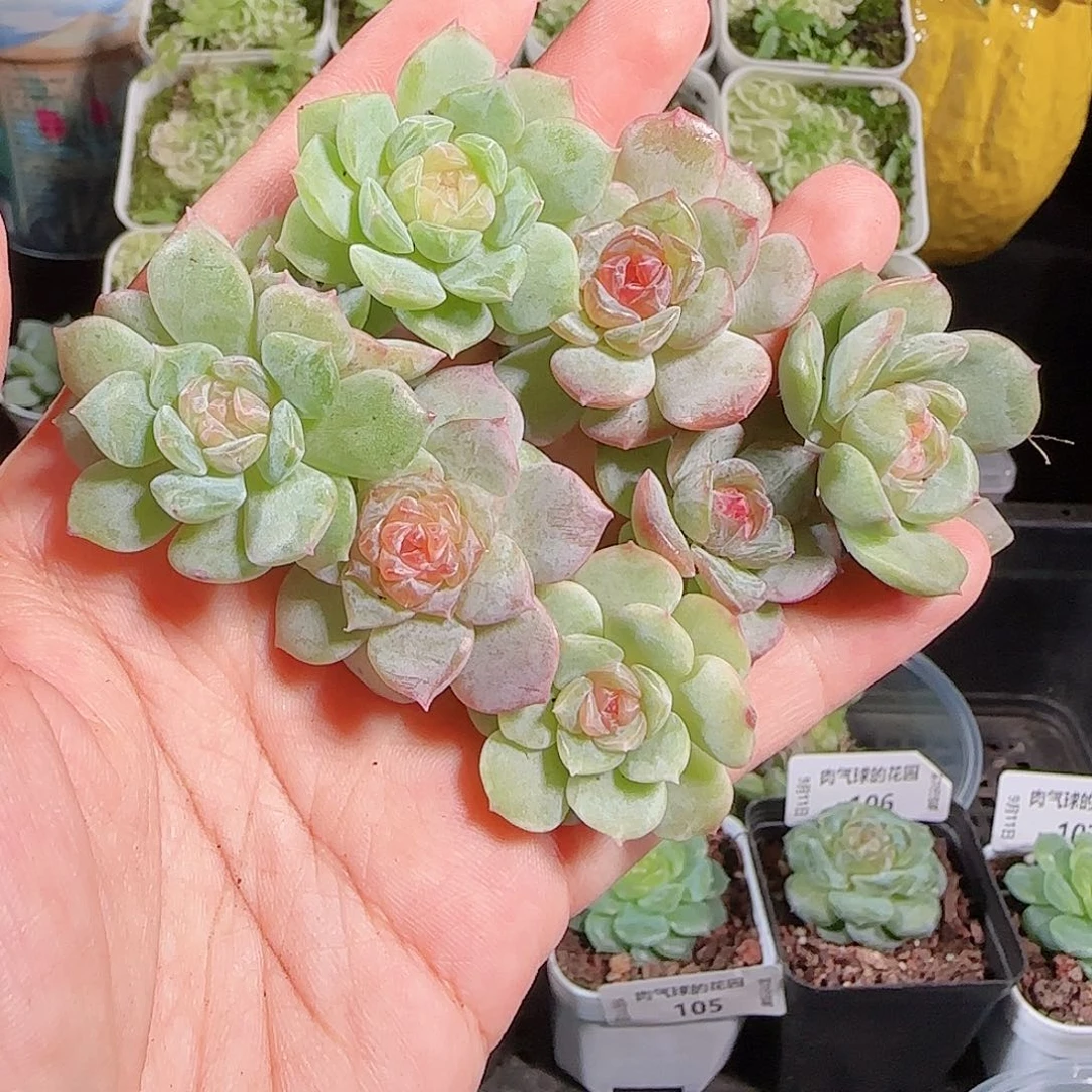 0911---110糖心珍妮