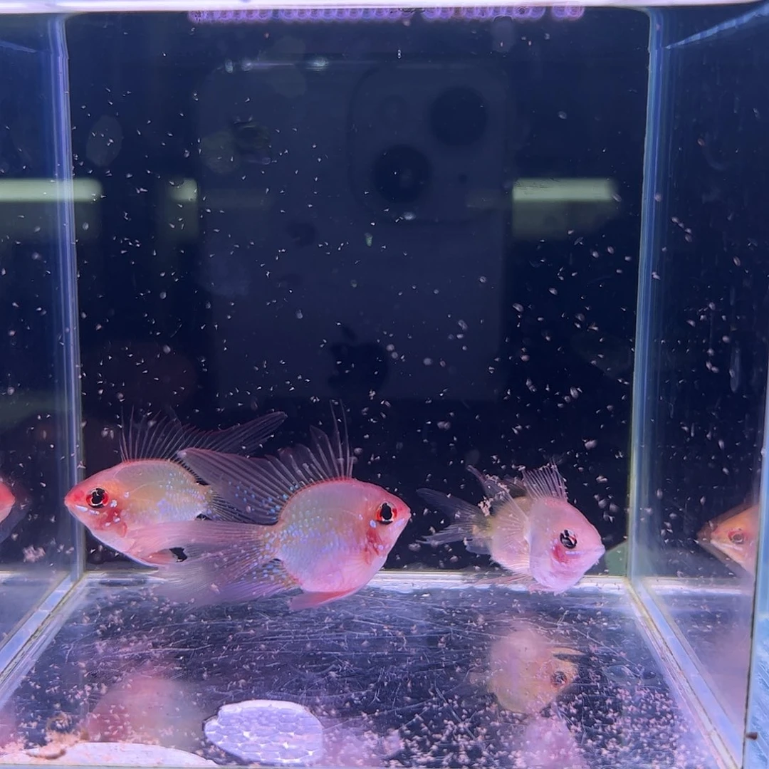 孔雀鱼金波子4天所见即所得