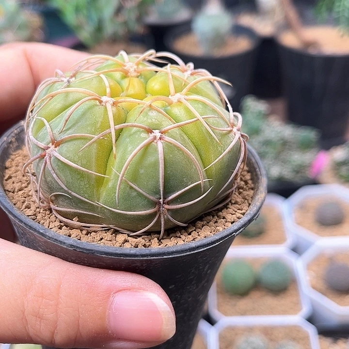 无花朵黄体海王实生球一颗