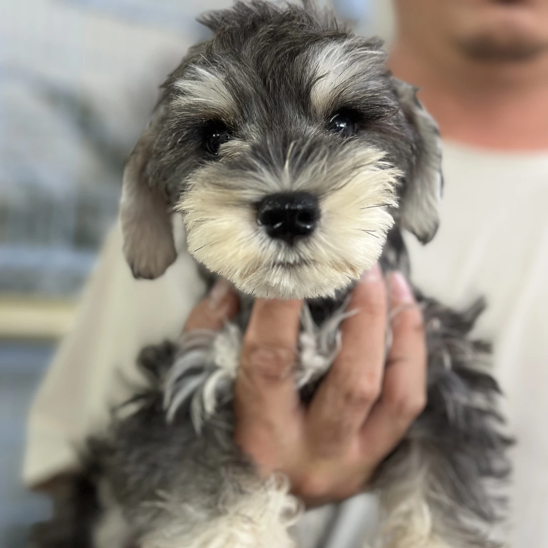 精品幼犬雪纳瑞椒盐色