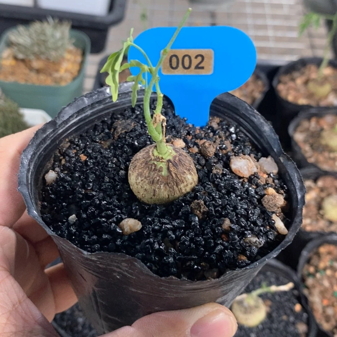 彩叶西番莲多肉植物