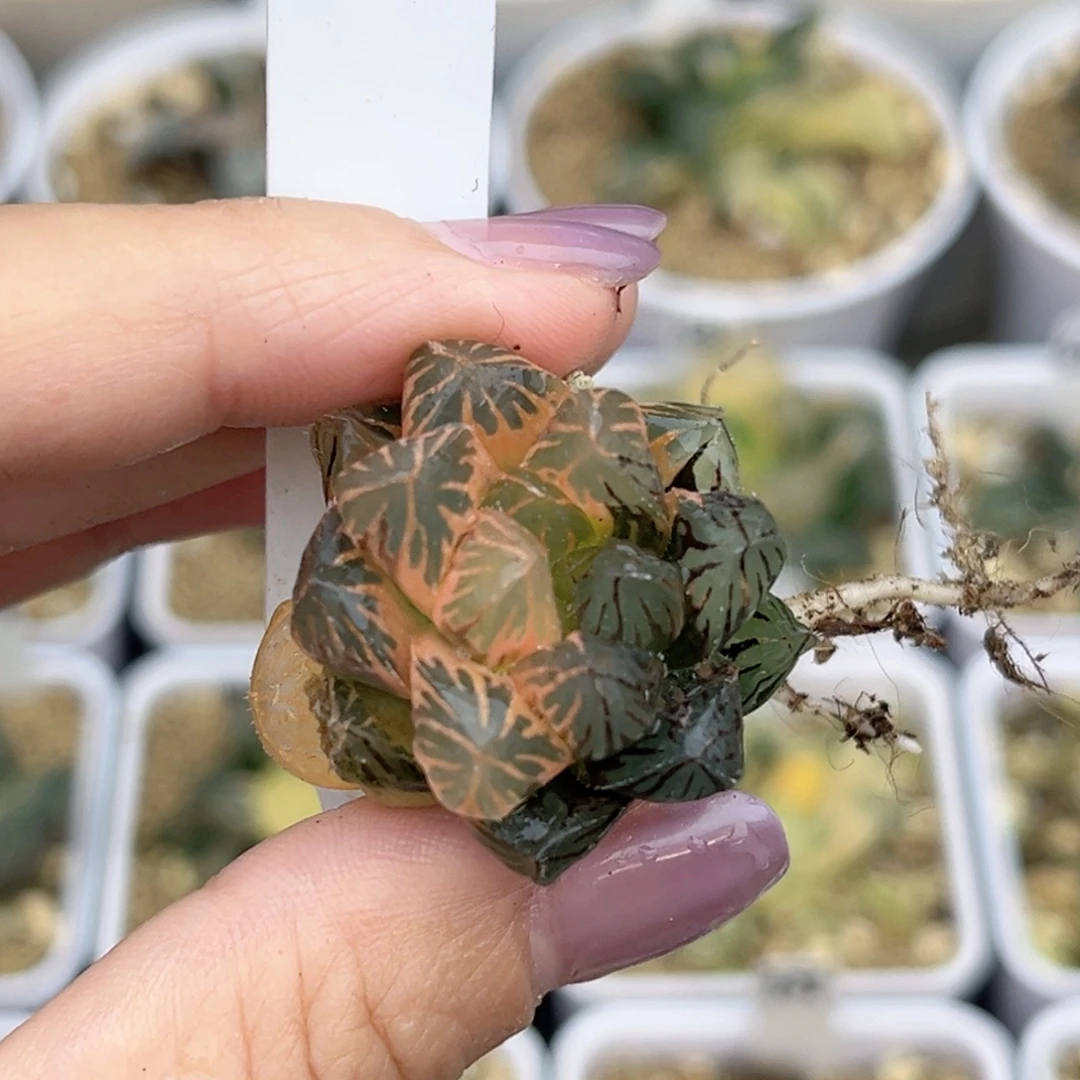 21糊斑趋势龙爪玉露锦福利专场