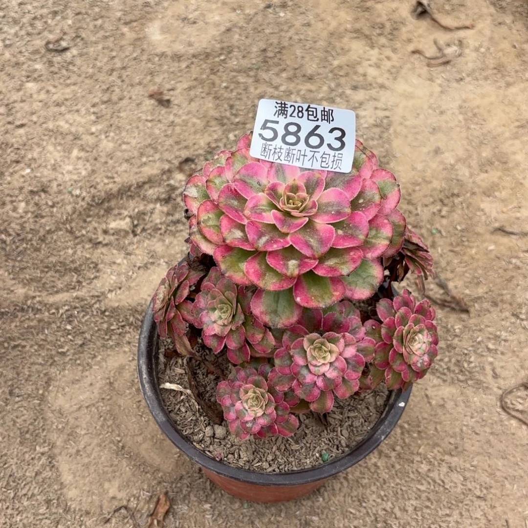 R. 5863维纳斯多肉，bal