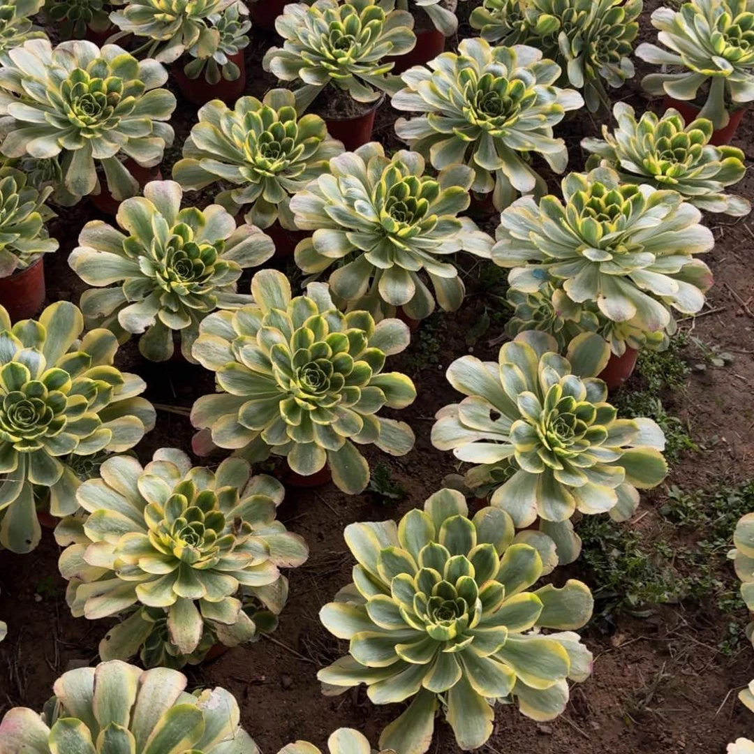 香炉盘锦多肉植物捧花10块钱