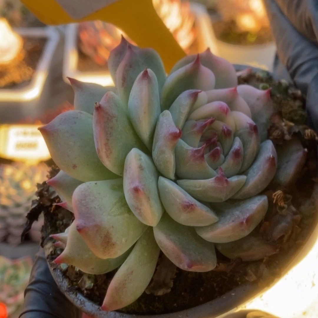 615吉娃娃锦锦锦锦锦锦