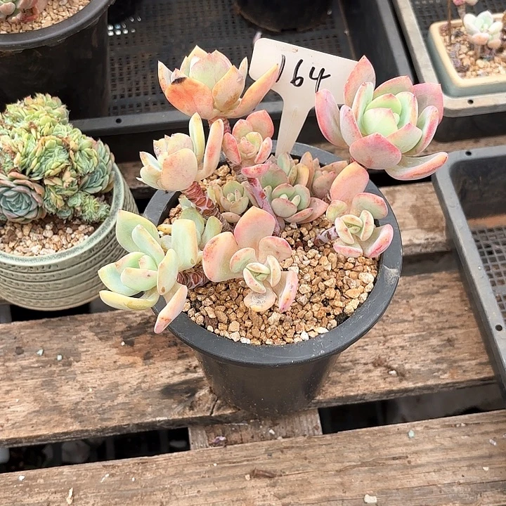 多肉植物，白月光164号