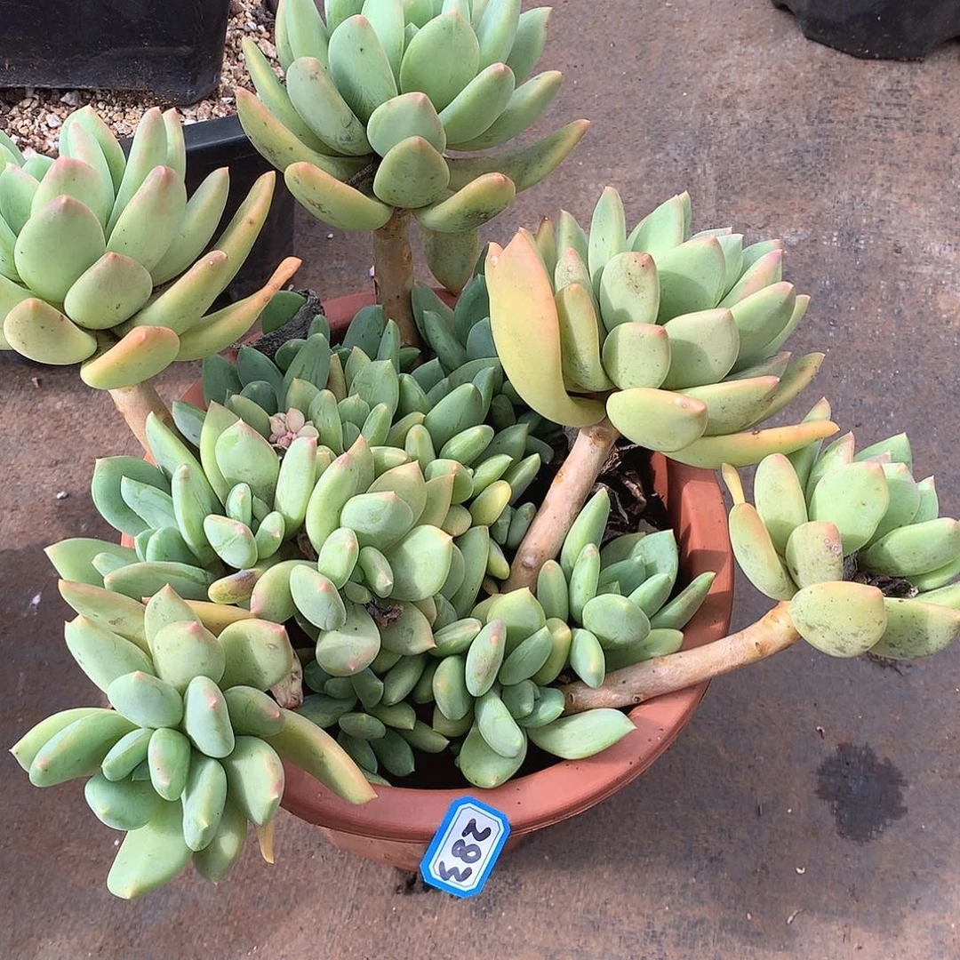 283海洋 一物一拍多肉