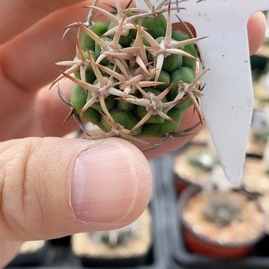 仙人球 短刺碧岩玉 实生3cm