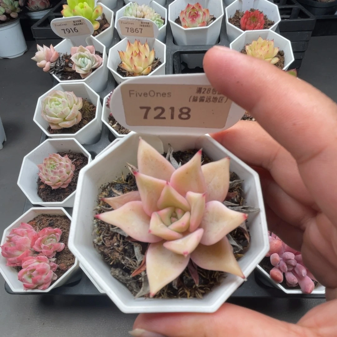 7218饺子皮4.5厘米