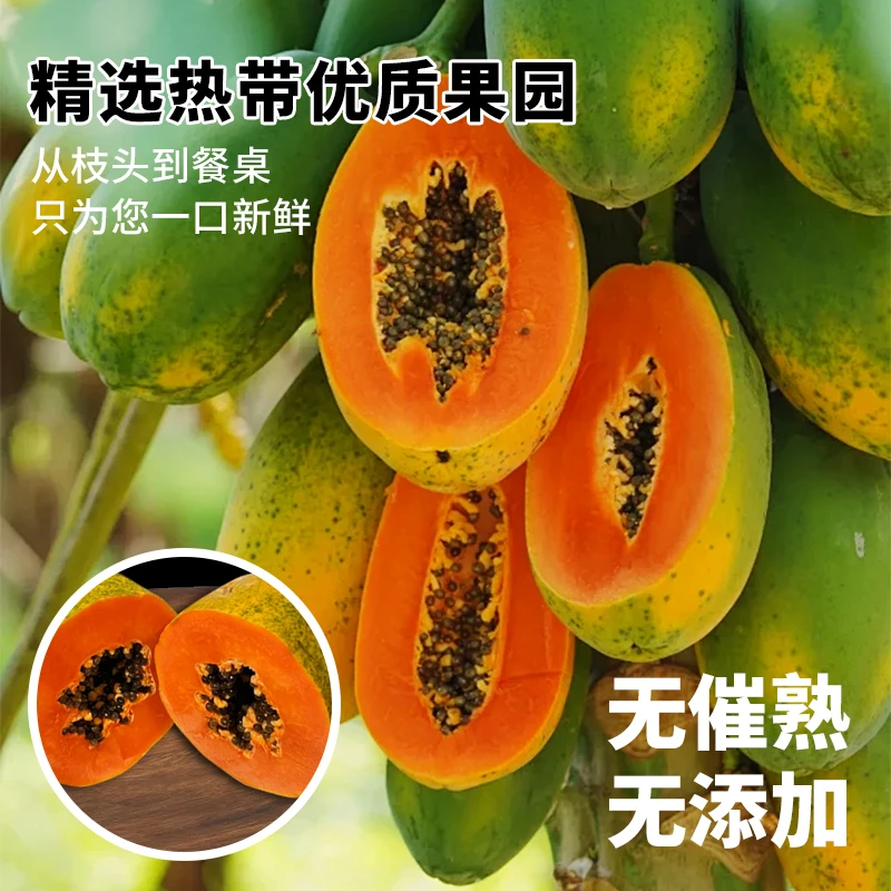 高州正宗冰糖心红心牛奶木瓜新鲜当季现摘水果细腻软糯香甜美颜