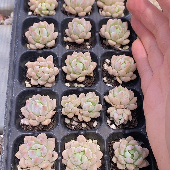 59 多肉植物盆栽花卉植物