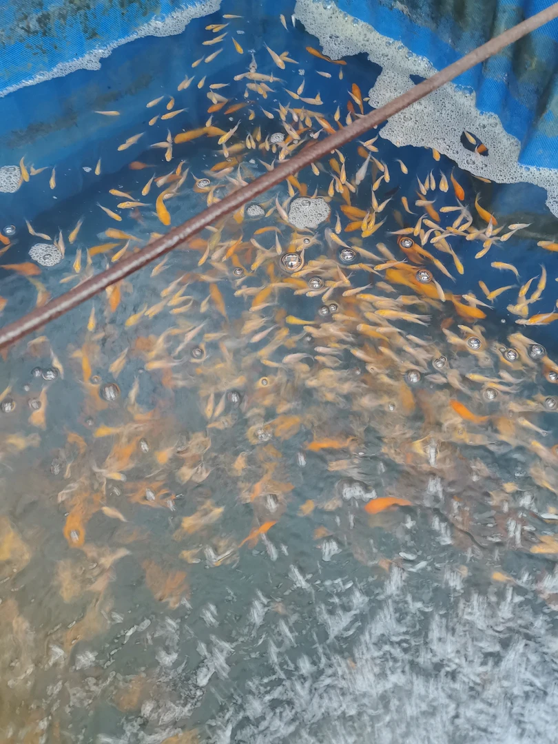 锦鲤活体观赏鱼鱼苗一包锦鲤鱼包邮观赏水宠锦鲤观赏鱼观赏鱼