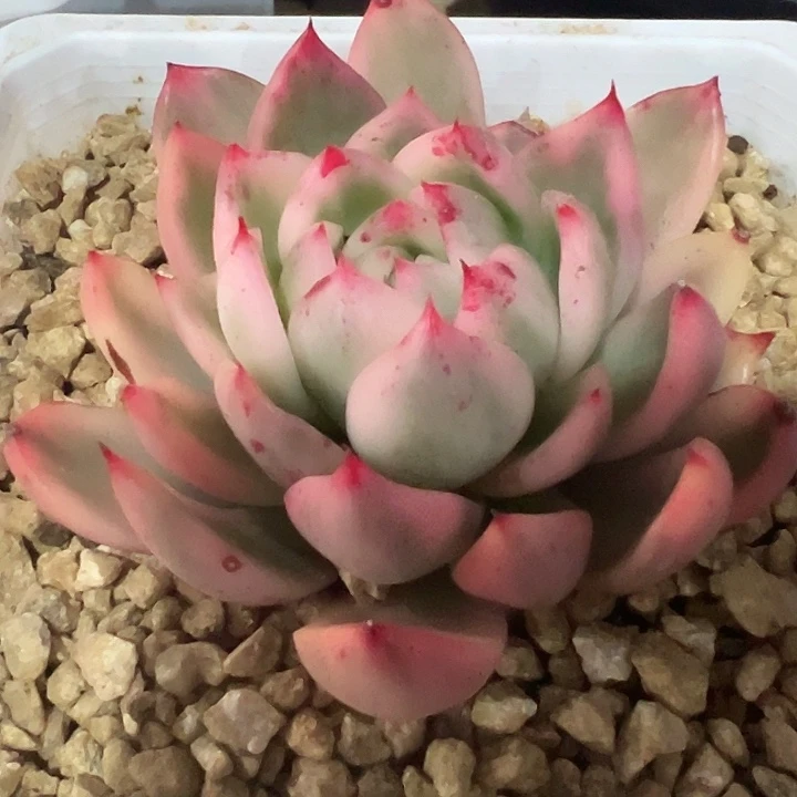 卡里斯托锦多肉植物